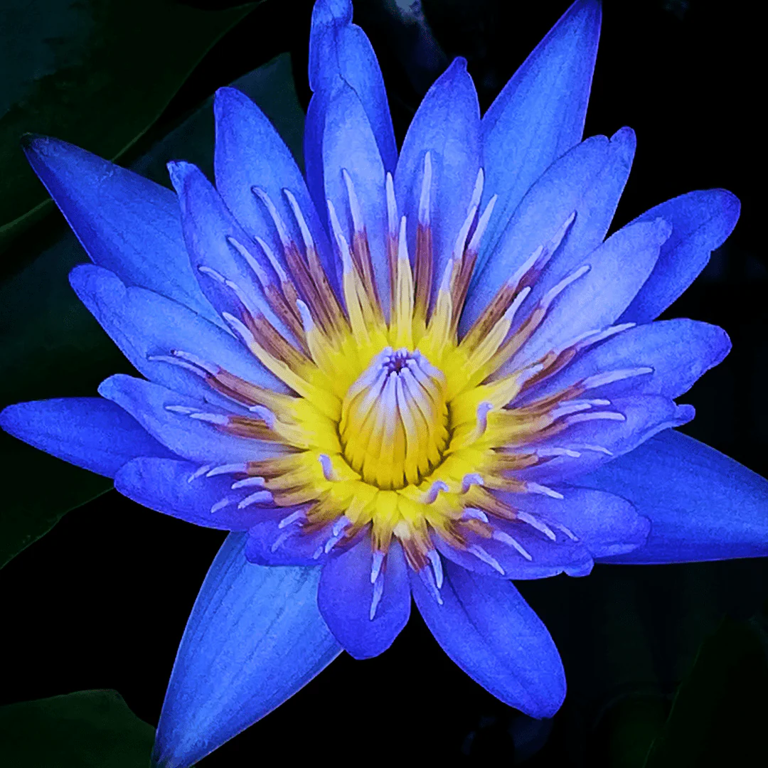 Blauer Lotus Tinktur 🪷 - Image 6