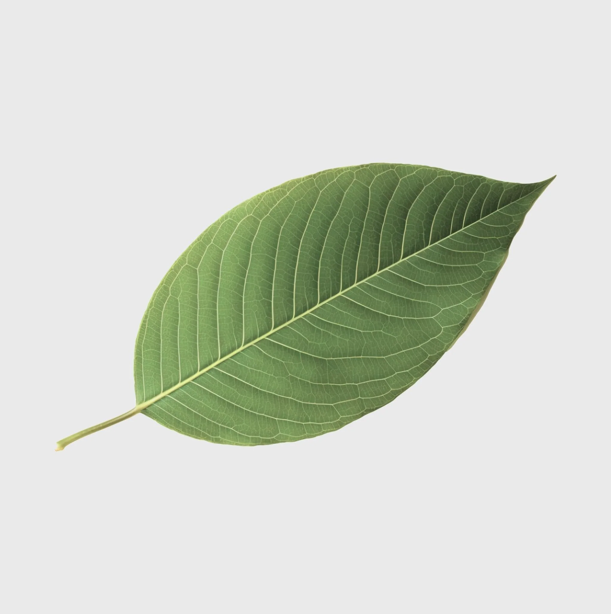 Kratom Red Borneo - Image 3