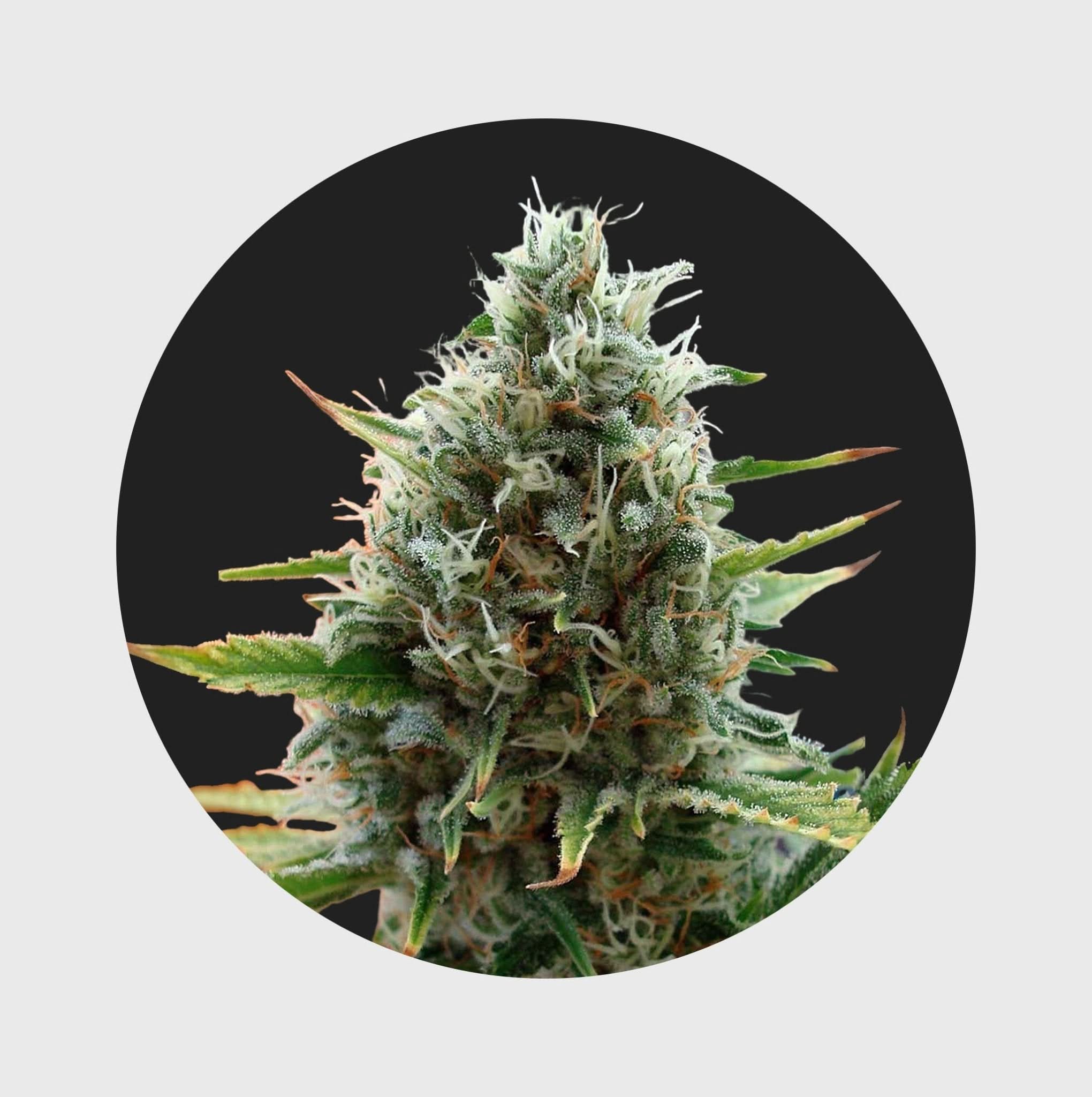 Cali Genetics Papaya 27% THC 🌱 fast flowering - Image 6